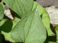 Houttuynia cordata 7, Moerasanemoon, Saxifraga-Sonja Bouwman  761. Moerasanemoon - Houttuynia cordata - Saururaceae familie (zw)