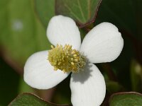 Houttuynia cordata 8, Moerasanemoon, Saxifraga-Sonja Bouwman  761. Moerasanemoon - Houttuynia cordata - Saururaceae familie (zw) Amsterdam