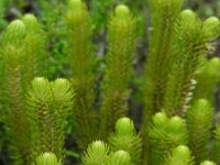 Huperzia dentata 2, Saxifraga-Ed Stikvoort