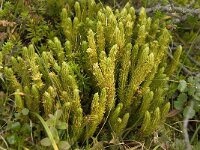 Huperzia selago 2, Dennenwolfsklauw, Saxifraga-Willem van Kruijsbergen