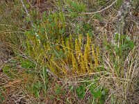 Huperzia selago 26, Dennenwolfsklauw, Saxifraga-Hans Grotenhuis