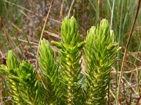Huperzia selago 27, Dennenwolfsklauw, Saxifraga-Hans Grotenhuis