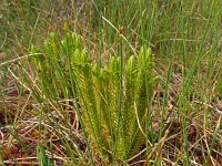 Huperzia selago 28, Dennenwolfsklauw, Saxifraga-Hans Grotenhuis