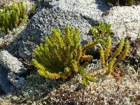 Huperzia selago 29, Dennenwolfsklauw, Saxifraga-Hans Grotenhuis