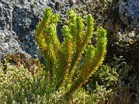 Huperzia selago 30, Dennenwolfsklauw, Saxifraga-Hans Grotenhuis