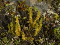 Huperzia selago 4, Dennenwolfsklauw, Saxifraga-Willem van Kruijsbergen
