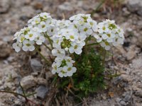 Hutchinsia alpina 2, Saxifraga-Harry Jans