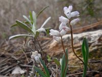 Hyacinthella millingenii 9, Saxifraga-Ed Stikvoort