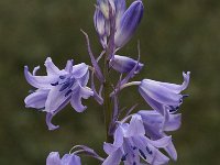 Hyacinthoides hispanica 10, Saxifraga-Willem van Kruijsbergen