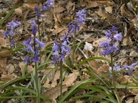 Hyacinthoides hispanica 13, Saxifraga-Willem van Kruijsbergen