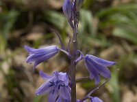 Hyacinthoides hispanica 16, Saxifraga-Willem van Kruijsbergen