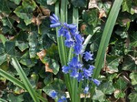 Hyacinthoides hispanica 01, Spaanse hyacint, AHB  Spaanse hyacint - Hyacinthoides hispanica  Hardenberg-Heemse op 11 mei 2018 Validatie Niels Eimers. Zie:https://waarneming.nl/waarneming/view/156415233 : Bloem Blauw, Groep Planten, Saxifraga ingezonden, Soortenregister ingezonden, Waarneming.nl