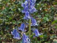 Hyacinthoides hispanica 02, Spaanse hyacint, AHB  Spaanse hyacint - Hyacinthoides hispanica  Hardenberg-Heemse op 11 mei 2018 Validatie Niels Eimers. Zie:https://waarneming.nl/waarneming/view/156415233 : Bloem Blauw, Groep Planten, Saxifraga ingezonden, Soortenregister ingezonden, Waarneming.nl