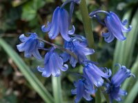 Hyacinthoides hispanica 04, Spaanse hyacint, AHB  Spaanse hyacint - Hyacinthoides hispanica  Hardenberg-Heemse op 11 mei 2018 Validatie Niels Eimers. Zie:https://waarneming.nl/waarneming/view/156415233