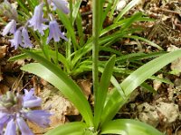 Hyacinthoides hispanica 25, Saxifraga-Rutger Barendse