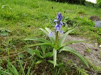 Hyacinthoides hispanica 26, Saxifraga-Jelle van Dijk