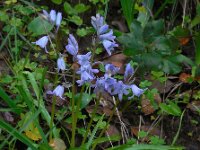 Hyacinthoides hispanica 27, Saxifraga-Ed Stikvoort