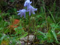 Hyacinthoides hispanica 30, Saxifraga-Ed Stikvoort