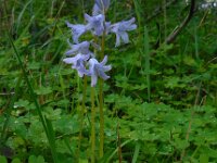Hyacinthoides hispanica 32, Saxifraga-Ed Stikvoort