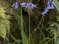 Hyacinthoides hispanica 37, Saxifraga-Willem van Kruijsbergen