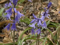 Hyacinthoides hispanica 4, Saxifraga-Willem van Kruijsbergen