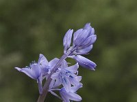 Hyacinthoides hispanica 5, Saxifraga-Jan van der Straaten