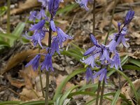 Hyacinthoides hispanica 9, Saxifraga-Willem van Kruijsbergen
