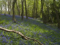 Hyacinthoides non-scripta 17, Wilde hyacint, habitat, Saxifraga-Willem van Kruijsbergen
