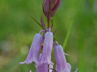Hyacinthoides non-scripta 19, Wilde hyacint, Saxifraga-Willem van Kruijsbergen