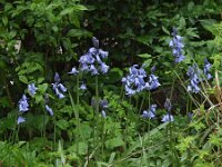 Hyacinthoides non-scripta 38, Wilde hyacint, Saxifraga-Hans Dekker