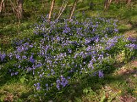 Hyacinthoides non-scripta 4, Wilde hyacint, Saxifraga-Peter Meininger