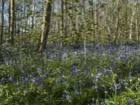 Hyacinthoides non-scripta 45, Wilde hyacint, Saxifraga-Willem van Kruijsbergen