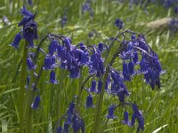 Hyacinthoides non-scripta 5, Wilde hyacint, Saxifraga-Willem van Kruijsbergen