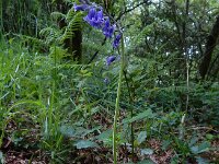 Hyacinthoides non-scripta 52, Wilde hyacint, Saxifraga-Ed Stikvoort : Sigüeiro - Santiago de Compostela s9900