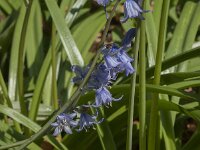 Hyacinthoides non-scripta 54, Wilde Hyacint, Saxifraga-Jan van der Straaten