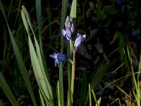 Hyacinthoides non-scripta 58, Wilde Hyacint, Saxifraga-Jan van der Straaten