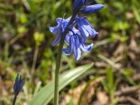 Hyacinthoides non-scripta 62, Wilde Hyacint, Saxifraga-Jan van der Straaten