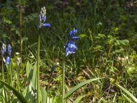 Hyacinthoides non-scripta 64, Wilde Hyacint, Saxifraga-Jan van der Straaten