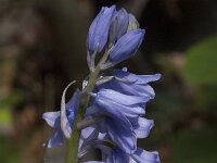 Hyacinthoides non-scripta 65, Wilde Hyacint, Saxifraga-Jan van der Straaten