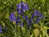 Hyacinthoides non-scripta 7, Wilde hyacint, Saxifraga-Willem van Kruijsbergen