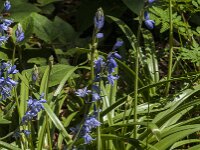 Hyacinthoides non-scripta 72, Wilde Hyacint, Saxifraga-Jan van der Straaten