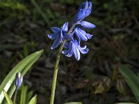 Hyacinthoides non-scripta 78, Wilde Hyacint, Saxifraga-Jan van der Straaten