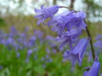 Hyacinthoides x massartiana 2, Basterdhyacint, Saxifraga-Ed Stikvoort