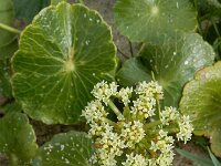 Hydrocotyle bonariensis