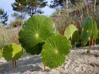 Hydrocotyle bonariensis 10, Saxifraga-Ed Stikvoort : Cee - Finisterre s9900