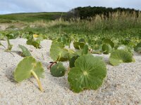 Hydrocotyle bonariensis 2, Saxifraga-Ed Stikvoort : Finisterre en Santiago de Compostela A900