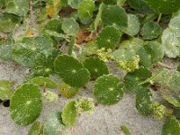 Hydrocotyle bonariensis 6, Saxifraga-Ed Stikvoort : Finisterre en Santiago de Compostela A900