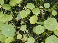 Hydrocotyle vulgaris 21, Gewone waternavel, Saxifraga-Willem van Kruijsbergen
