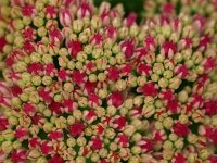 Hylotelephium telephium 10, Hemelsleutel, Saxifraga-Rudmer Zwerver