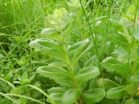 Hylotelephium telephium 13, Hemelsleutel, Saxifraga-Rutger Barendse